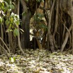 Rajasthan- Ranthambore National Park